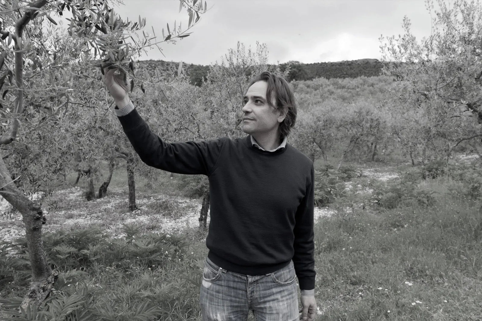 Contact Viola Olive oil 2025
