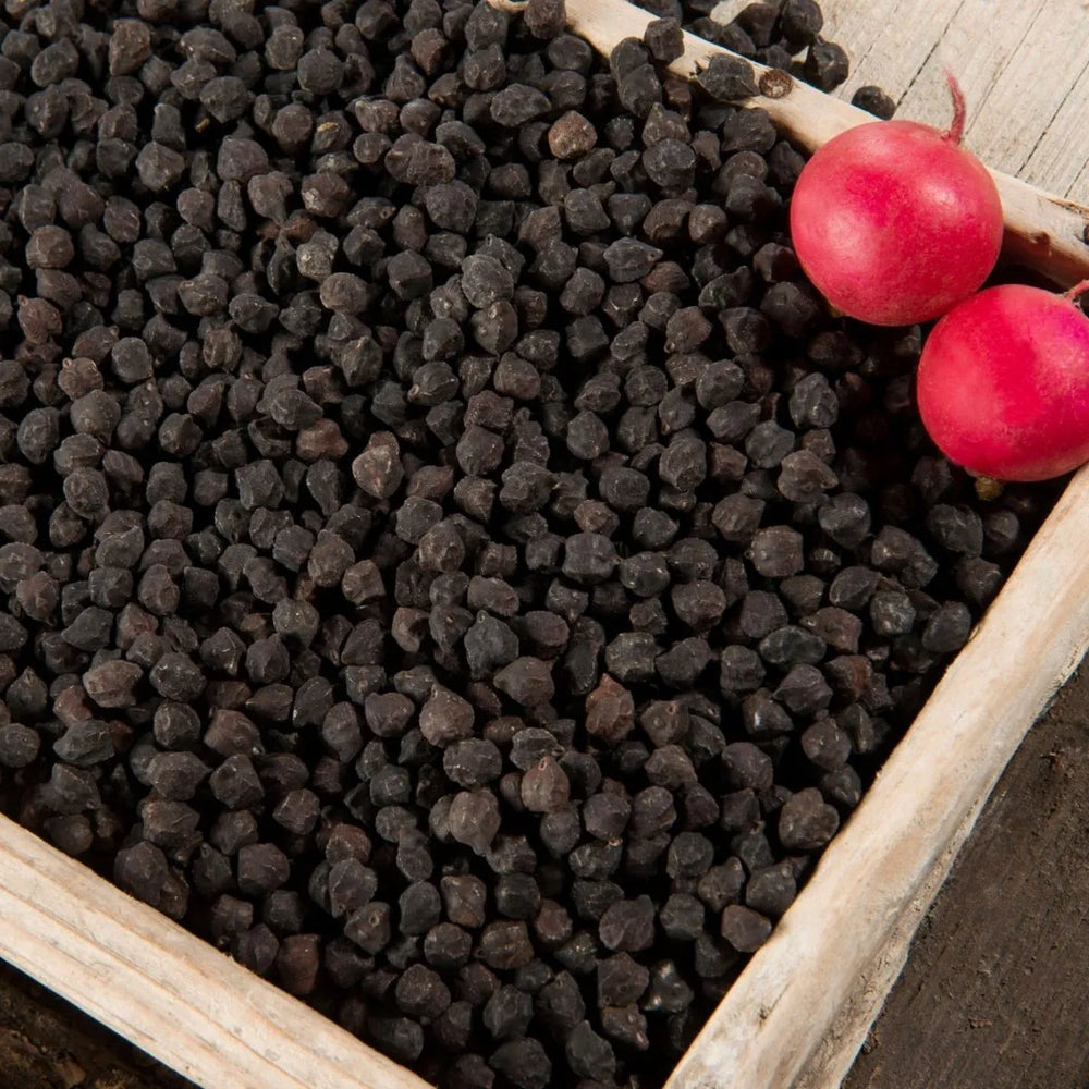 POIS CHICHES NOIRS BIO BY VIOLA 2025